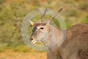 Eland antelope portrait - South Africa