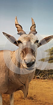 eland antelope, a species of African antelope that inhabits savannas and plains