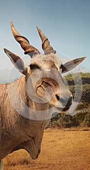 eland antelope, a species of African antelope that inhabits savannas and plains photo