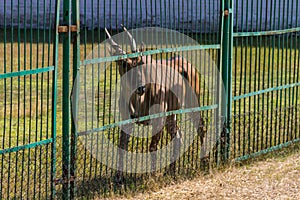 Eland antelope Taurotragus oryx