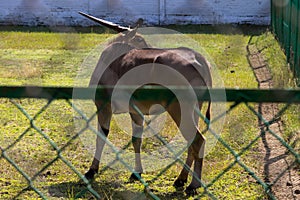 Eland antelope Taurotragus oryx