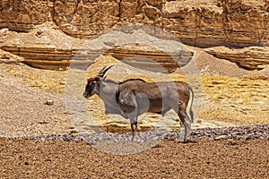 Eland antelope or Taurotragus oryx in desert
