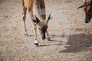 Eland antelope in zoo park. Wildlife and fauna. Eland antelope. Wild animal and wildlife. Animal in zoo. Curious baby