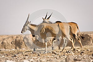 Eland antelopes photo