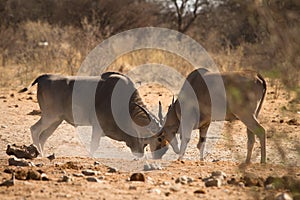 Eland antelopes photo