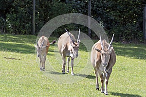 3 eland antelopes on grasslands on a sunny summer day