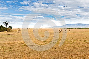 Eland antelopes grazing in savannah at africa