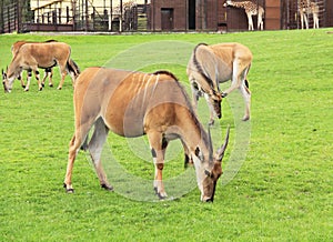 Eland antelopes