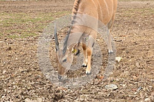 Eland Antelopes in Lany, Czechia