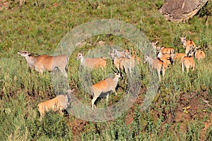 Eland antelopes in natural habitat