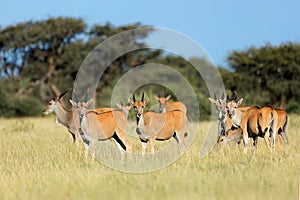 Eland antelopes in natural habitat, Mokala National Park, South Africa photo
