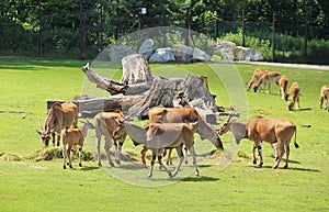 Eland antelopes and Nile lechwes