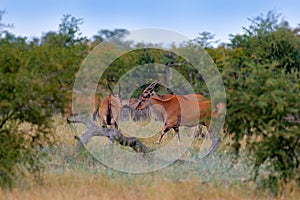 Eland anthelope, Taurotragus oryx, big brown African mammal in nature habitat. Eland in green vegetation, Kruger National Park,