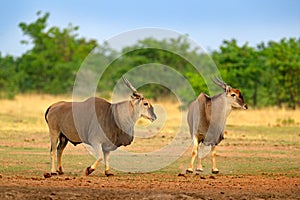 Eland anthelope, Taurotragus oryx, big brown African mammal in nature habitat. Eland in green vegetation, Kruger National Park,