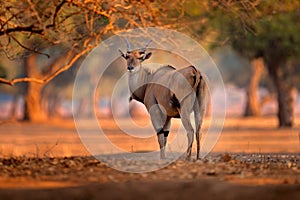 Eland anthelope, Taurotragus oryx, big brown African mammal in nature habitat. Eland in green vegetation, Mana Pools NP. Wildlife