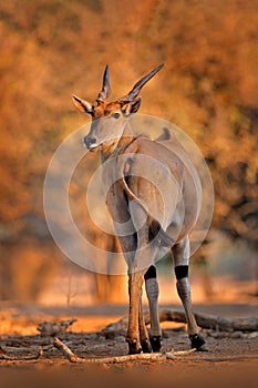 Eland anthelope, Taurotragus oryx, big brown African mammal in nature habitat. Eland in green vegetation, Mana Pools NP. Wildlife