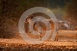 Eland anthelope, Taurotragus oryx, big brown African mammal in nature habitat. Eland in green vegetation, Mana Pools NP, Zimbabwe