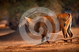 Eland anthelope, Taurotragus oryx, big brown African mammal in nature habitat. Eland in green vegetation, Mana Pools NP, Zimbabwe