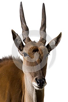 Eland Antilope alcina white background isolated photo
