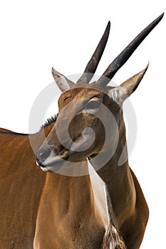 Eland Antilope alcina white background isolated photo