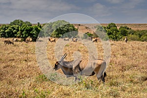 An eland bull Taurotragus oryx