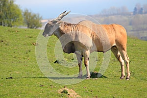 Eland photo