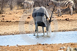 Eland cooling off in the heat of the day