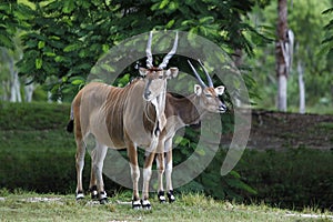 ELAND DU CAP taurotragus oryx