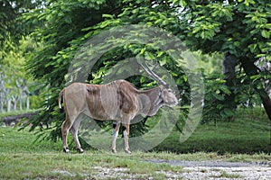 ELAND DU CAP taurotragus oryx