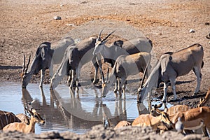 Eland at Etosha National Park, Namibia