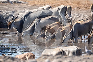 Eland at Etosha National Park, Namibia