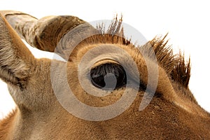 Eland Eye