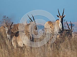 Eland and family