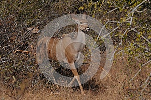 Eland gazelle emerges from Acacia trees