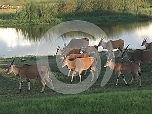 Eland Grazing in Mukuvusi Wooflands