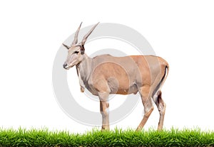 Eland with green grass isolated photo