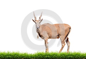 Eland with green grass isolated photo