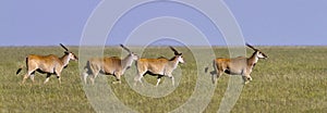 Eland Herd Crossing the Savanah