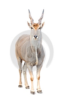 Eland isolated photo