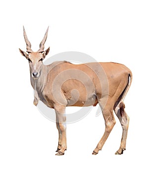 Eland isolated photo