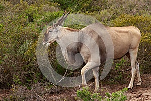 Eland - the largest antelope in Africa