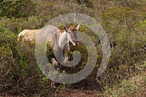 Eland - the largest antelope in Africa