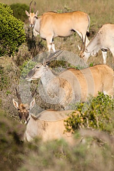 Eland - the largest antelope in Africa