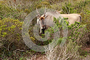 Eland - the largest antelope in Africa