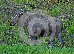 Eland, Moose, Alces alces