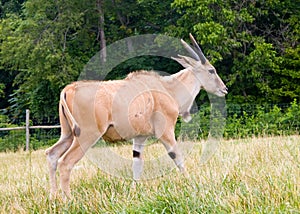 Eland Oryx photo
