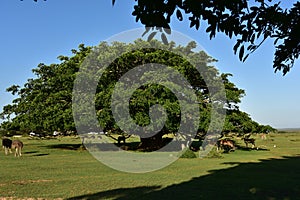 In the shade of the old wild fig tree