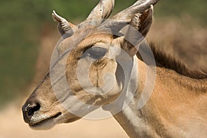 Eland portrait photo