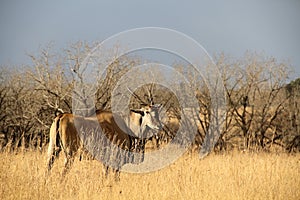 Eland standing in dry winter veld.