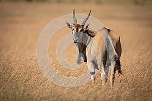 Eland standing in long grass looks back